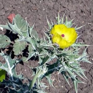 Graines d'Argemone mexican, graines de Pavot mexicain
