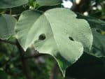 Broussonetia papyrifera - Détails d'une feuille