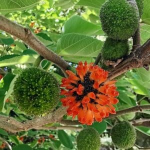 Fruits de Broussonetia papyrifera, Fructification de Mûrier à papier, graines de Broussonetia papyrifera, graines de Mûrier à papier