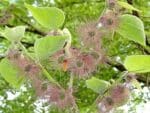 Arbre de Broussonetia papyrifera, Arbre de Mûrier à papier, graines de Broussonetia papyrifera, graines de Mûrier à papier