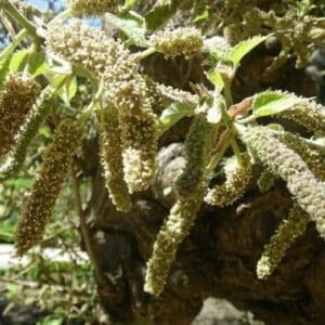 Broussonetia papyrifera, Mûrier à papier, graines de Broussonetia papyrifera, graines de Mûrier à papier