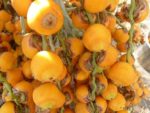 Butia odorata - Fruits mûrs