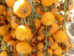 Fruits de Butia odorata, Fruits mûrs de Palmier à gelée, graines de Butia odorata, graines de Palmier à gelée