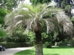 Arbre de Butia odorata, Arbre de Palmier à gelée, graines de Butia odorata, graines de Palmier à gelée