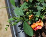 Chorizema diversifolium - Floraison