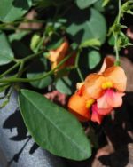 Chorizema diversifolium - Inflorescence