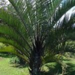 Dypsis decaryi - Feuillage