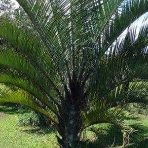 Dypsis decaryi - Feuillage