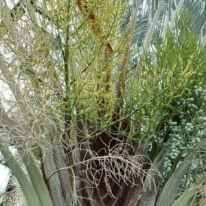 Graines de Dypsis decaryi - Infrutescence