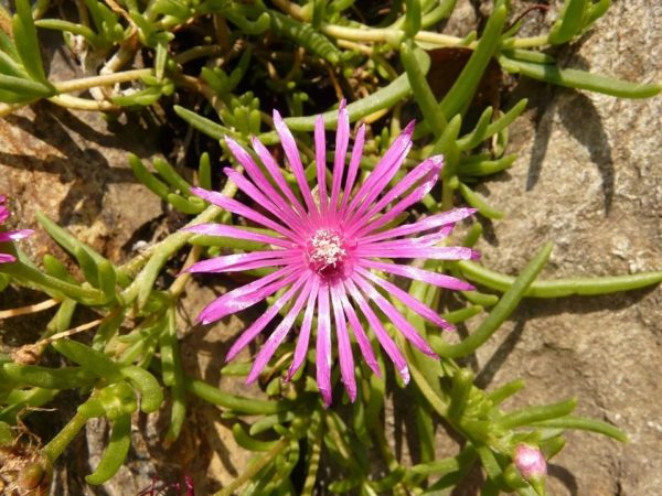 Lampranthus multiradiatus - Détails d'une fleur