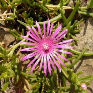 Lampranthus multiradiatus - Détails d'une fleur