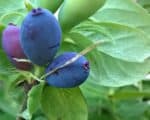 Lonicera caerulea - Fruits