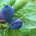 Lonicera caerulea, Fruits de Camérisier, Graines de Lonicera caerulea, Graines de Camérisier