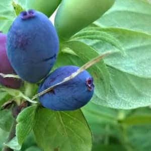 Lonicera caerulea - Fruits