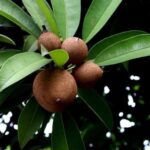 Manilkara zapota - Infrutescence et feuillage