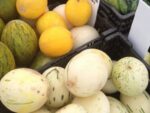 Graines de Cucumis melo - Graines de Melon blanc