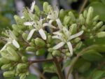 Murraya koenigii - Floraison