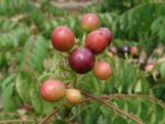 Murraya koenigii - Fruits en cours de maturation