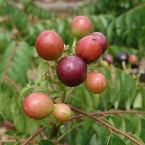 Murraya koenigii - Fruits en cours de maturation