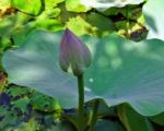 Nelumbo nucifera - Bouton floral