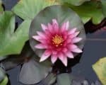 Nelumbo nucifera - Vue de haut d'une fleur
