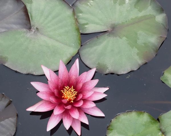 10 graines de LOTUS SACRE NELUMBO NUCIFERA rose jardin,aquatic plante bassin 
