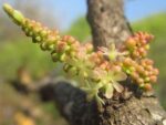 Phyllanthus emblica - Floraison