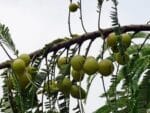 Phyllanthus emblica - Fructification