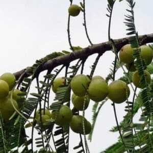 Phyllanthus emblica - Fructification