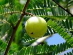 Phyllanthus emblica - Infrutescence et feuillage