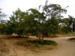 Phyllanthus emblica - Vue générale