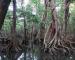 Pterocarpus officinalis - Contrefort et système racinaire