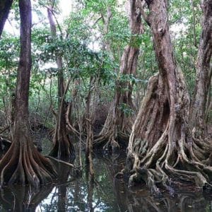 Pterocarpus officinalis - Contrefort et système racinaire