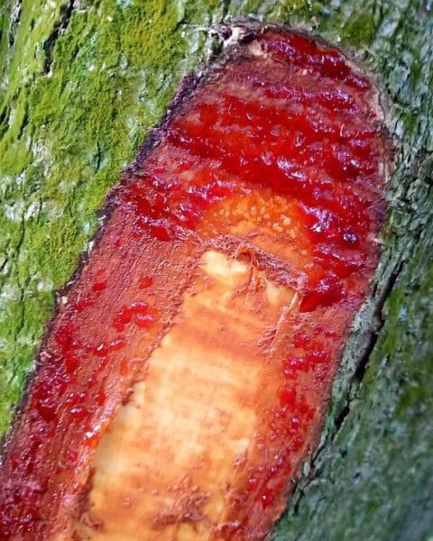 Pterocarpus officinalis - Coupe du tronc