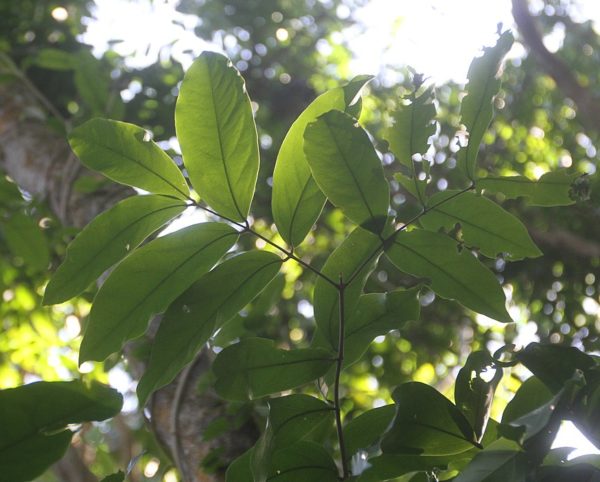 Pterocarpus officinalis - Feuillage