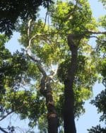 Pterocarpus officinalis - Vue du houppier