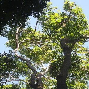 Pterocarpus officinalis - Vue du houppier