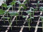 Radis Daikon - Semis en alvéoles