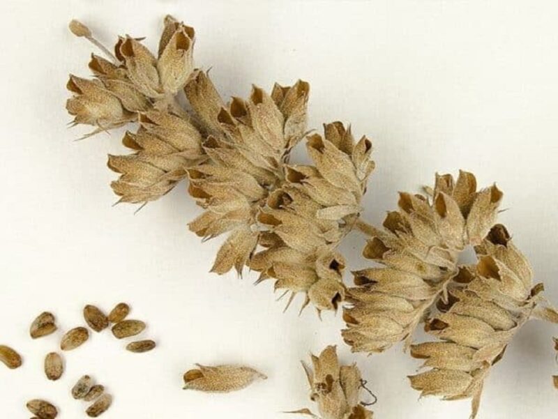 Graines de Salvia apiana, Graines de Sauge blanche
