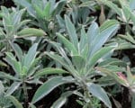 Salvia apiana - Détails d'une feuille