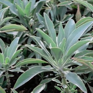 Graines de Salvia apiana, Graines de Sauge blanche