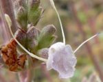 Salvia apiana - Détails d'une fleur