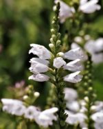 Salvia apiana - Détails d'une fleur
