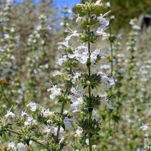 Salvia apiana - Inflorescence