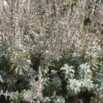 Graines de Salvia apiana, Graines de Sauge blanche