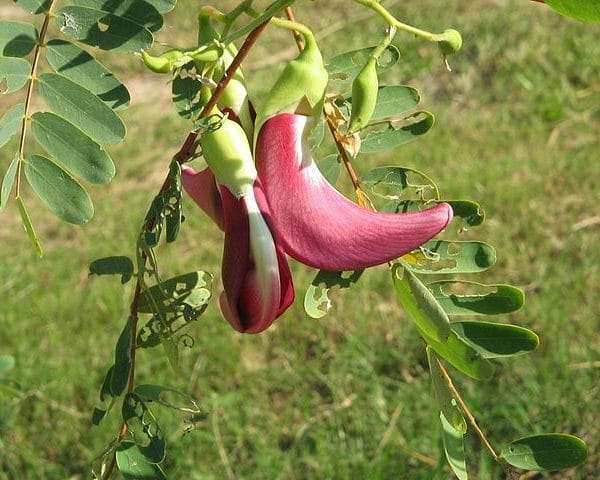 Sesbania grandiflora - Fleurs rouges