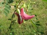Sesbania grandiflora, Fleurs rouges d'Agati à grandes fleurs, graines de Sesbania grandiflora, graines d'Agati à grandes fleurs