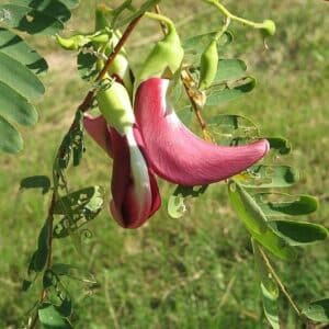 Sesbania grandiflora - Fleurs rouges