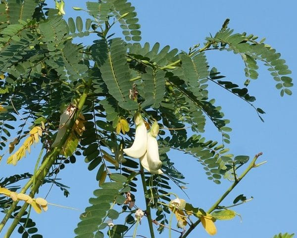 Sesbania grandiflora - Inflorescence et feuillage
