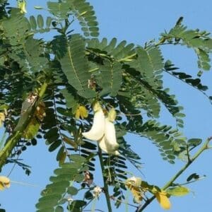 Sesbania grandiflora - Inflorescence et feuillage